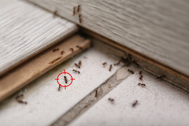 Best Pest Removal Services  in Cera, AL
